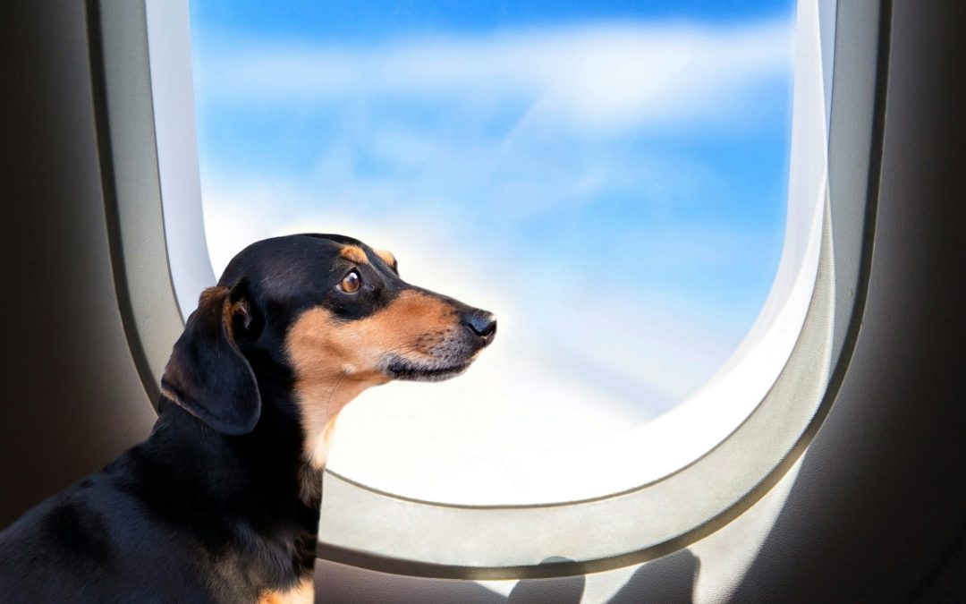 Traveling with Pets: A Guide to a Stress-Free Journey